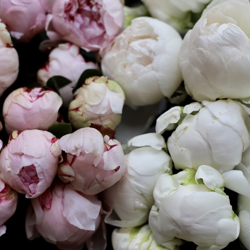 Сколько живут пионы