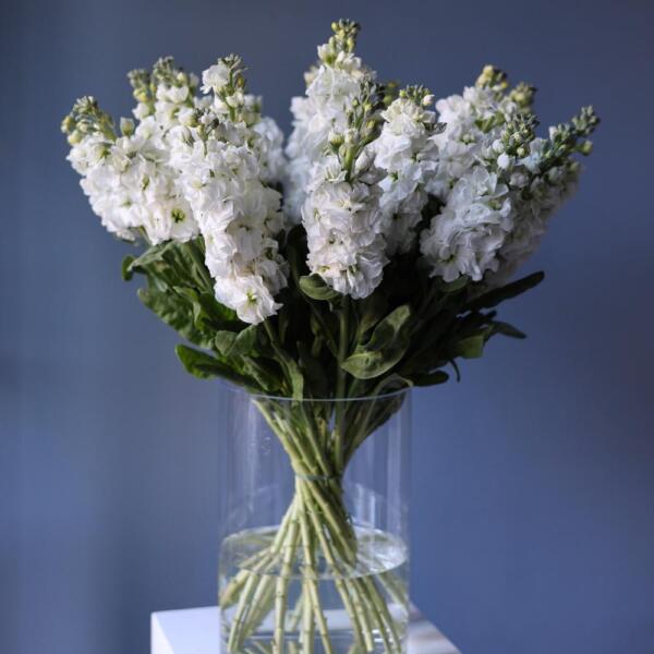 Букет из маттиолы в вазе - 19 маттиол