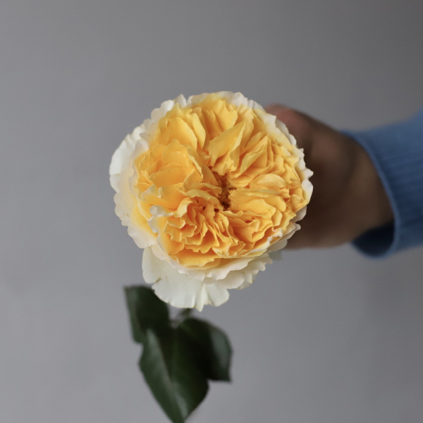 Букет из пионовидных роз Дэвида Остина Беатрис