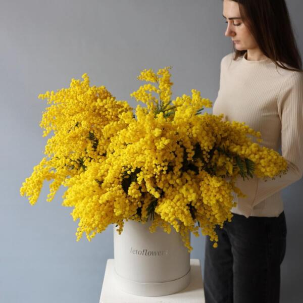 Букет из мимозы в шляпной коробке - Размер XL