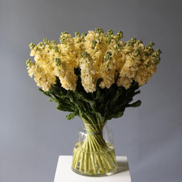 Букет из маттиолы в вазе - 39 маттиол