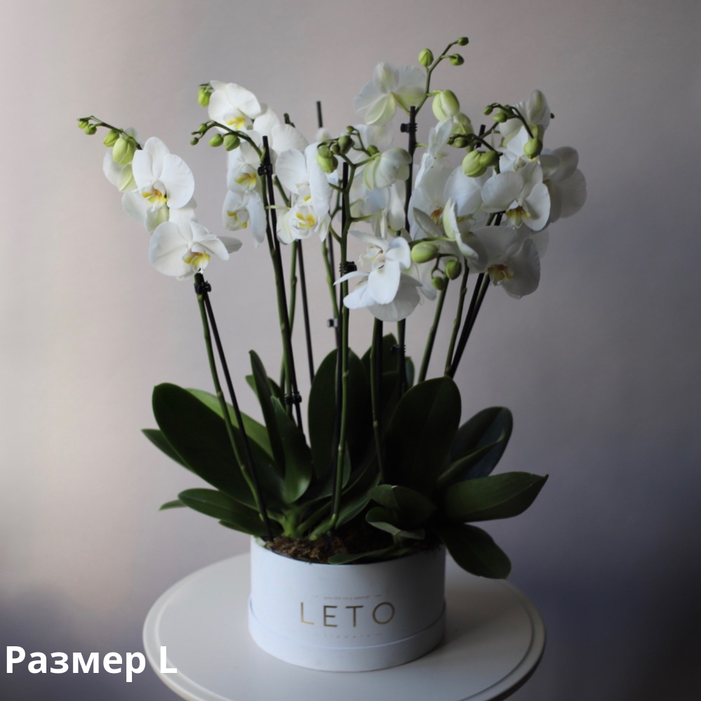 Орхидеи в шляпной коробке - заказать доставку цветов в Москве от Leto  Flowers