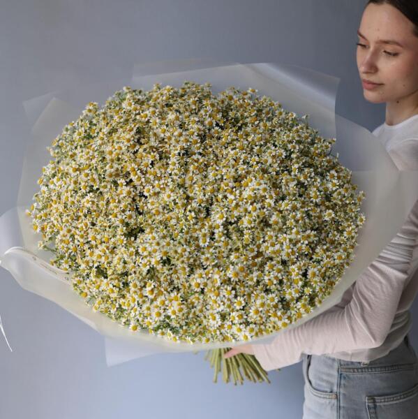 Букет из ромашек - 99 ромашек
