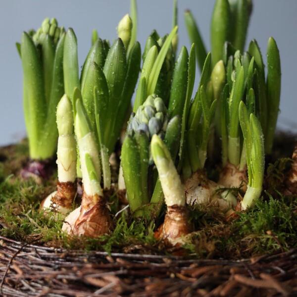 Пасхальное гнездо с первоцветами