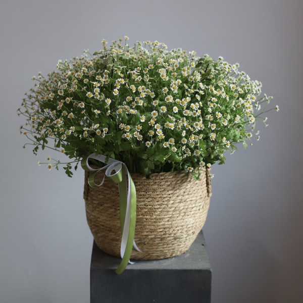 Корзина с кустовыми ромашками Корзина с кустовыми ромашками - Размер L